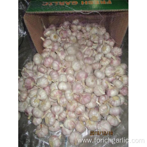 Normal White Garlic Fresh 5.0cm